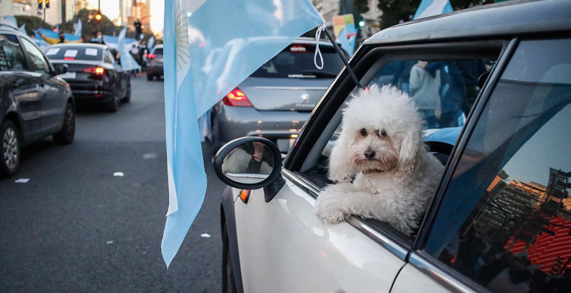 perro compañero