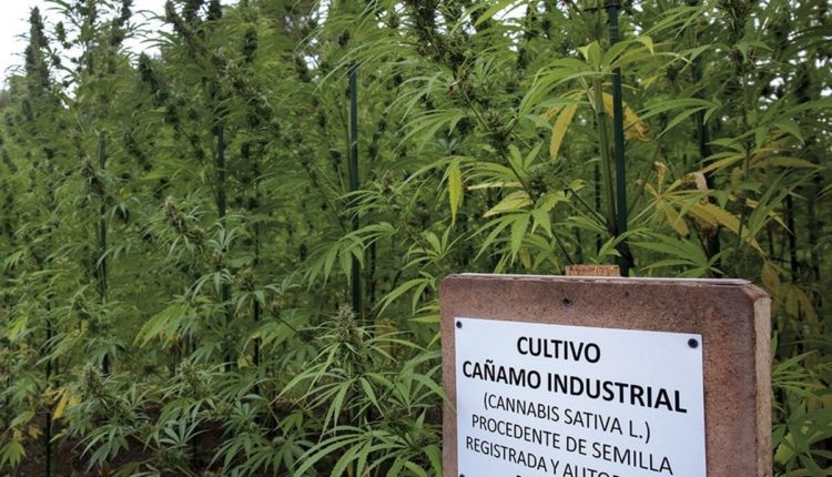 cannabis y cáñamo
