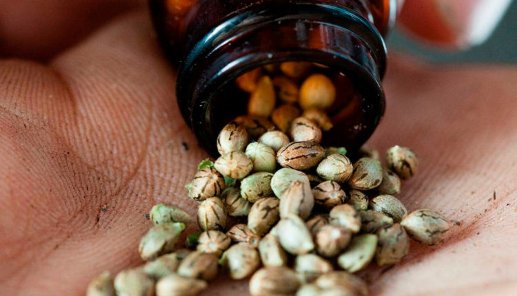 semillas cannabis