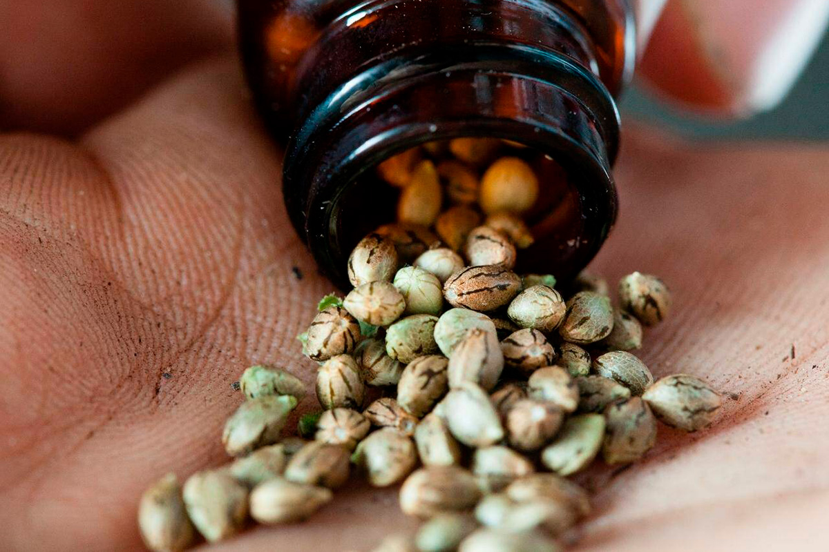 semillas cannabis