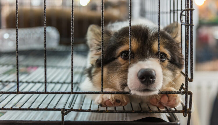 rol de Mercado Libre