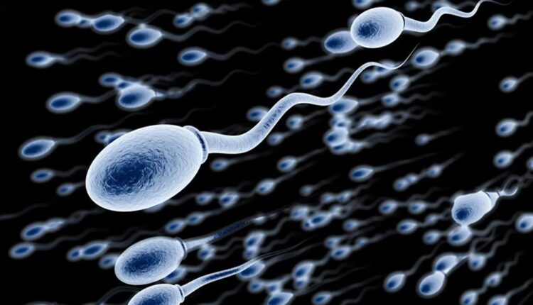 espermatozoides